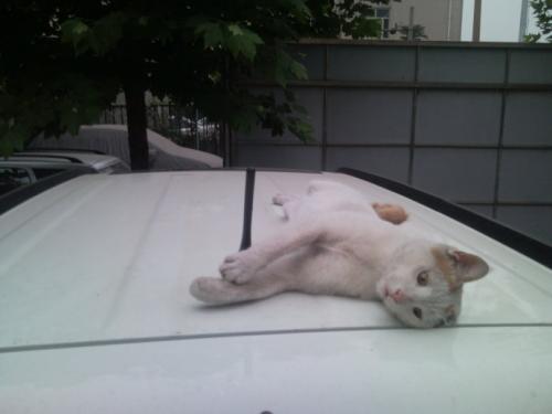 猫抓小鸡