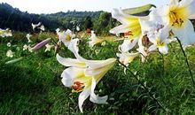 百合花开读后感