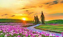 春光烂漫的日子里