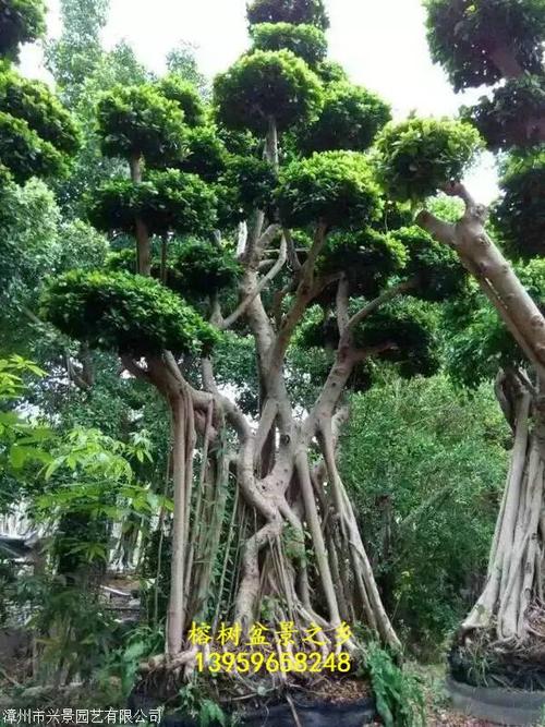 大榕树