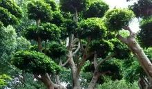 四季常绿的大榕树