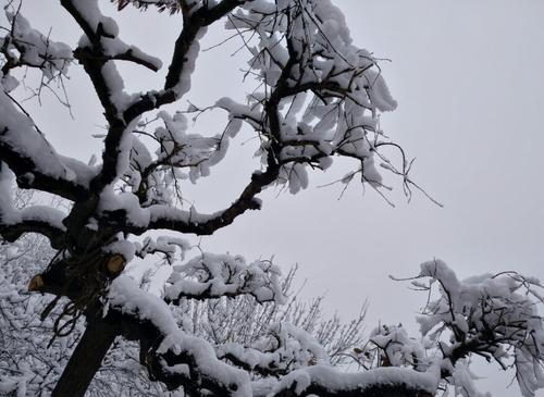 降雪声