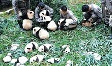 当一天熊猫志愿者