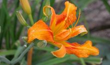 守候萱草的温暖