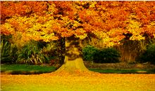 像夏天的你，像秋天的我