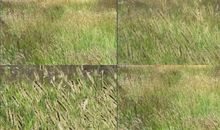 微风拂过狗尾草