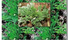 我领悟了生命的坚韧