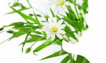 鲜花和绿叶的寓言故事