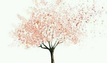 假如我是一棵樱花树