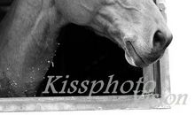 《马厩里的婴儿》改写