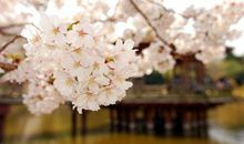 春，触动了我的心灵