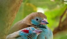 假如我有一只愿望鸟