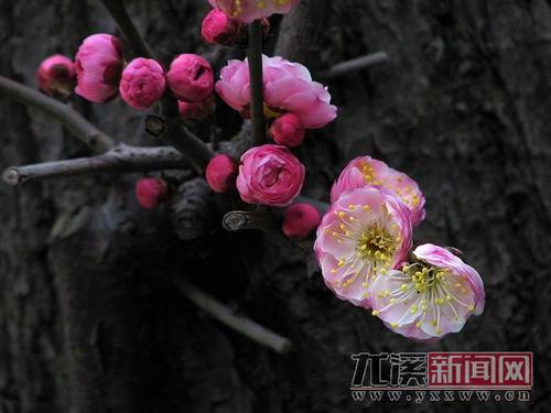 蜘蛛丝和梅花