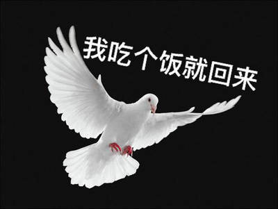 可爱的鸽子