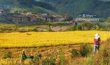 我体会到了种植的喜悦