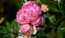 盛开的花不一定最美丽