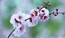 最美是那二月春