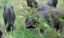 婆婆家的小黑猪