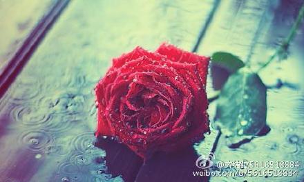 那朵花影响了我