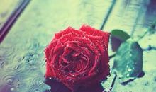 那一朵花影响了我