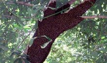 野蜂繁殖的秘密