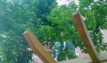 我家门前的玉兰树