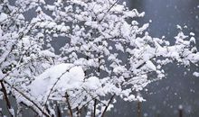 忽如一夜春风来