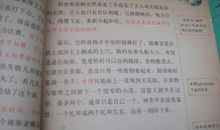 昆虫印象读后感