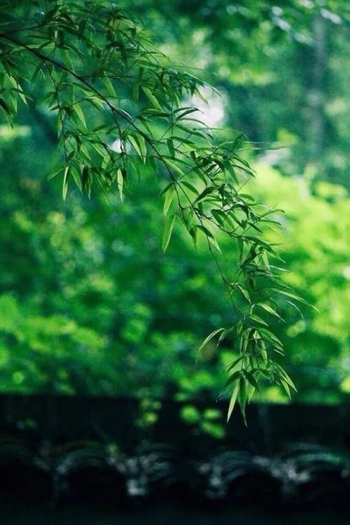 竹叶在风中