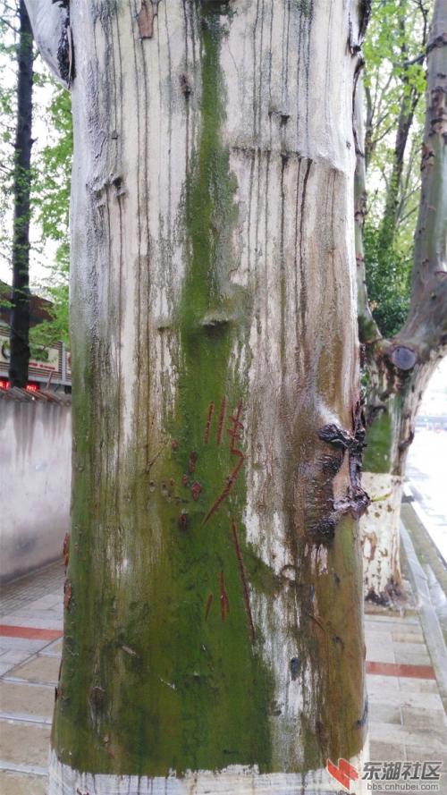 梧桐在风雨中