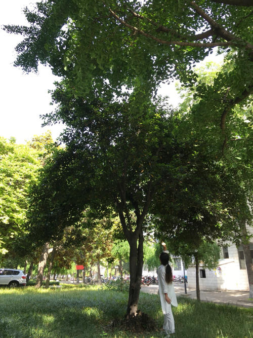 我经常想起那棵月桂树