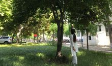 我常想起那棵桂树