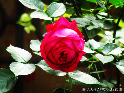 给您送来一束温暖的阳光