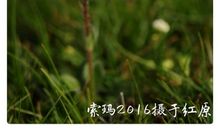 想起您我的世界春暖花开