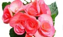 四季海棠吸引了我