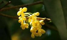 沐浴桂花的芬芳