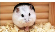 我的小宠物——仓鼠