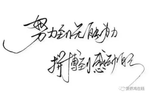 笔不放弃