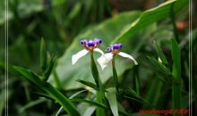 又见翩翩蝴蝶飞