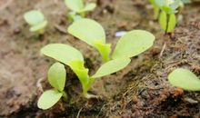 一粒希望的种子