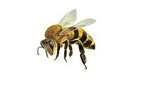 蜜蜂，令人尊敬