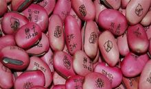 一粒有魔力的种子