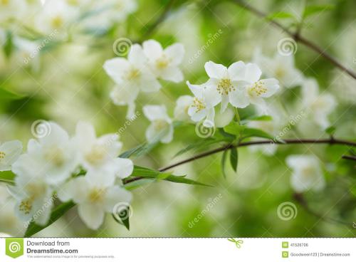 茉莉花的启示