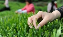 一次深刻的采茶活动