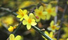 绽放在记忆深处的花