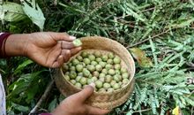 苦中的一缕甘甜