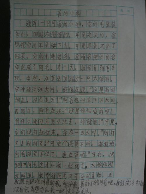 我想养一只小动物