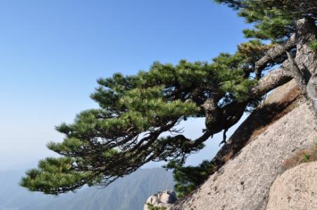 边境松