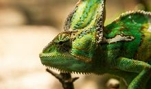 妈妈是个变色龙