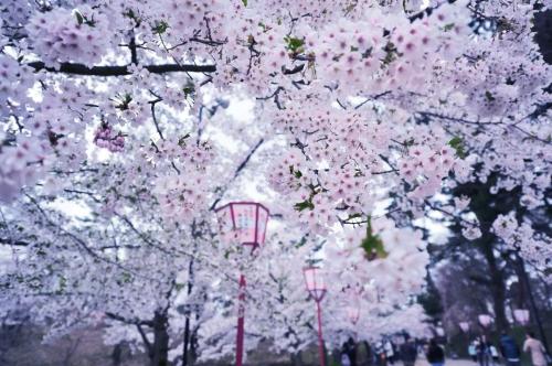 樱花与我同在